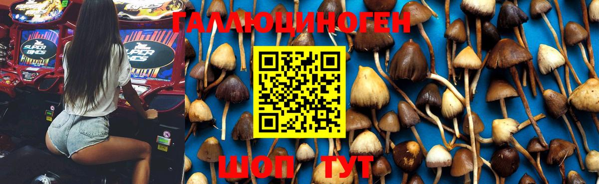 Галлюциногенные грибы Psilocybe  Вход с VPN  Куйбышев  Псилоцибиновые грибы GOLDEN TEACHER 